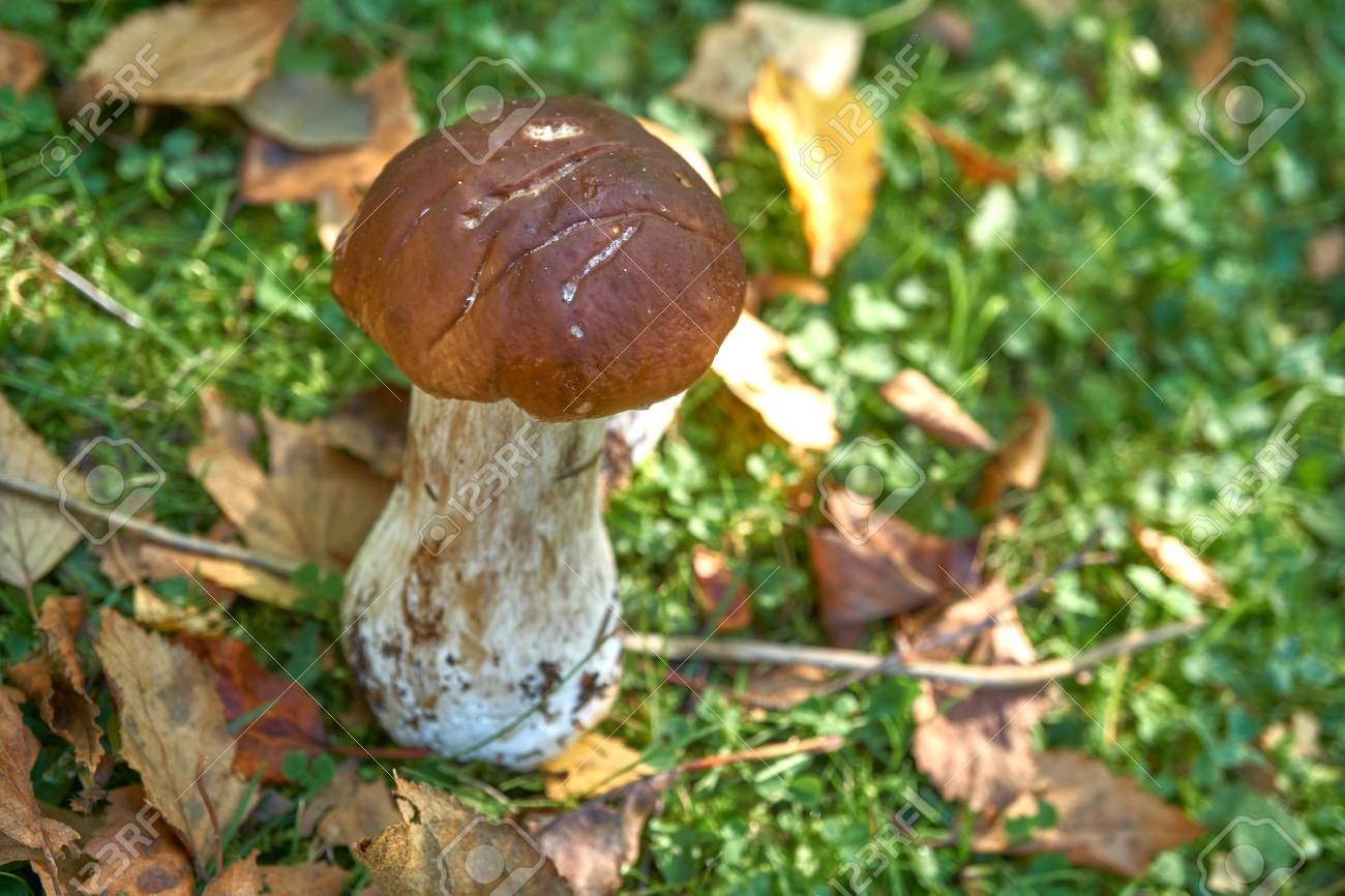 森の中で 1 つの茶色のキノコ ほこりや空気中に浮遊粒子から魔法の森に見える ラフ茎 Bolete シラヤマギク茎またはバーチ Bolete ラテン語の Leccinum Scabrum の写真素材 画像素材 Image 森の中で 1 つの茶色のキノコ ほこりや空気中に浮遊粒子から魔法の森に見える ラフ茎 Bolete シラヤマギク茎またはバーチ Bolete ラテン語の Leccinum Scabrum の写真素材 画像素材 Image