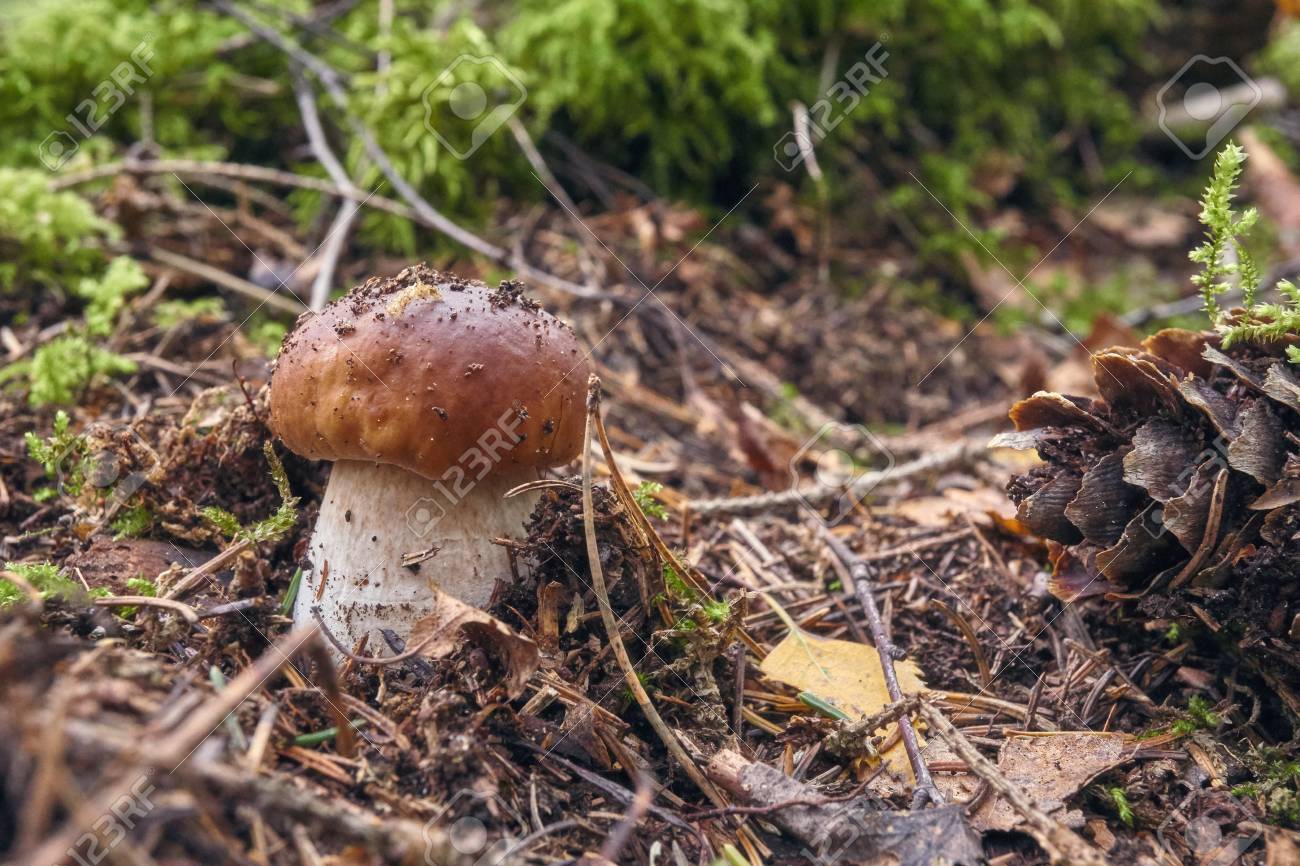森の中で 1 つの茶色のキノコ ほこりや空気中に浮遊粒子から魔法の森に見える ラフ茎 Bolete シラヤマギク茎またはバーチ Bolete ラテン語の Leccinum Scabrum の写真素材 画像素材 Image 森の中で 1 つの茶色のキノコ ほこりや空気中に浮遊粒子から魔法の森に見える ラフ茎 Bolete シラヤマギク茎またはバーチ Bolete ラテン語の Leccinum Scabrum の写真素材 画像素材 Image