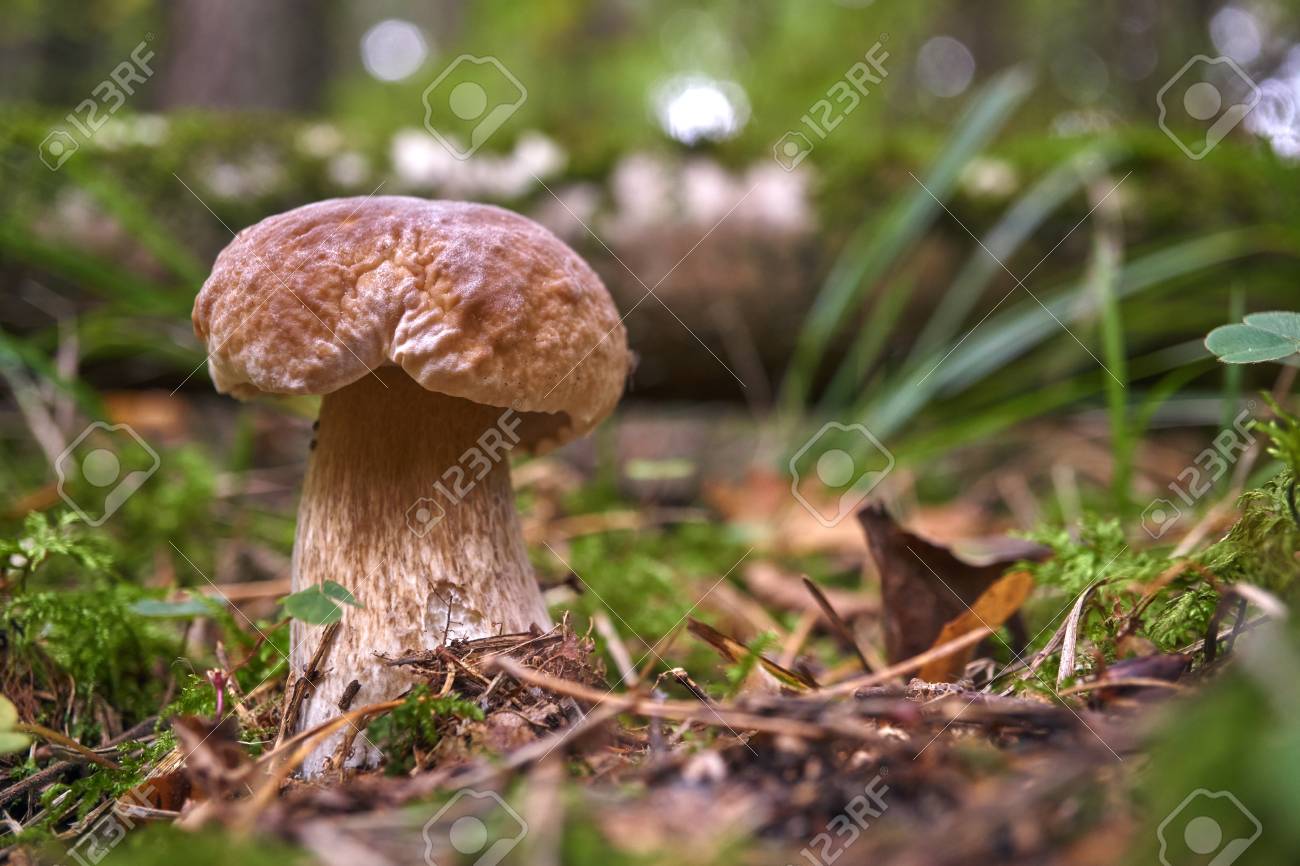 森の中で 1 つの茶色のキノコ ほこりや空気中に浮遊粒子から魔法の森に見える ラフ茎 Bolete シラヤマギク茎またはバーチ Bolete ラテン語の Leccinum Scabrum の写真素材 画像素材 Image 森の中で 1 つの茶色のキノコ ほこりや空気中に浮遊粒子から魔法の森に見える ラフ茎 Bolete シラヤマギク茎またはバーチ Bolete ラテン語の Leccinum Scabrum の写真素材 画像素材 Image