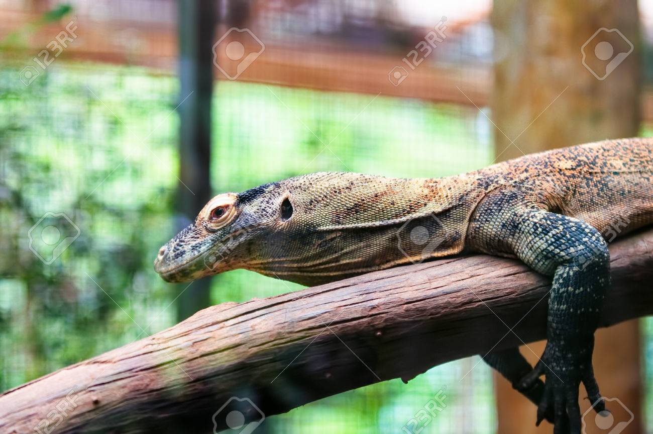 シンガポール動物園で木の枝に日光を浴びている少年コモドドラゴン ヴァラヌス Komodoensis の写真素材 画像素材 Image