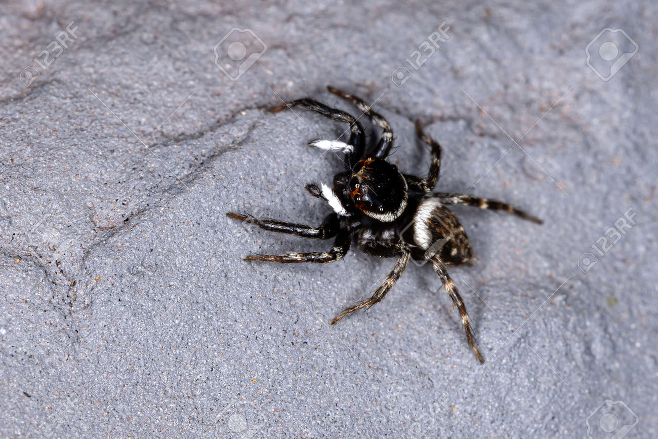 5,267 Jumping Spider Stock Photos, High-Res Pictures, and Images - Getty Images