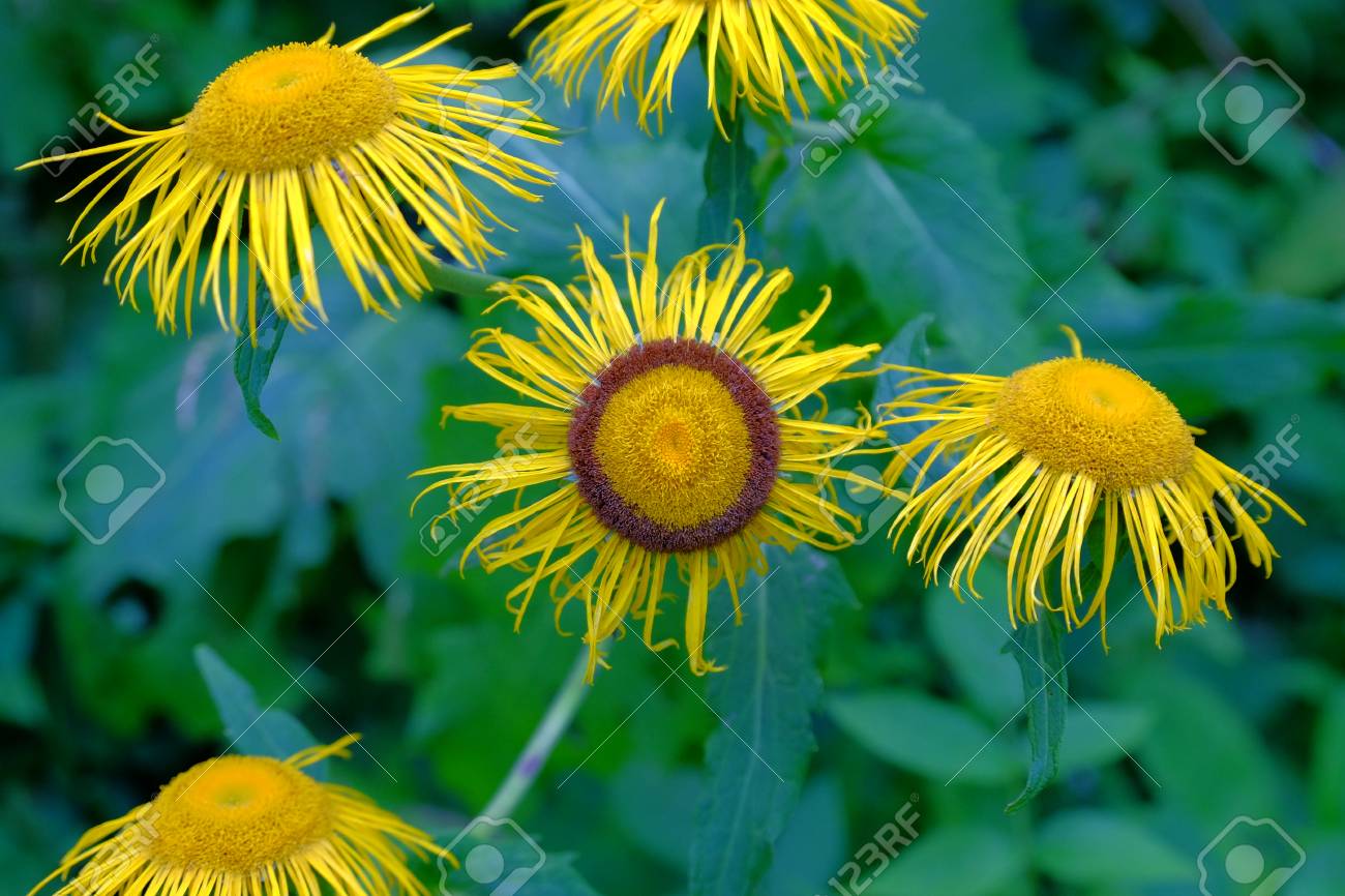 etiam-dictum-ipsum-a-felis