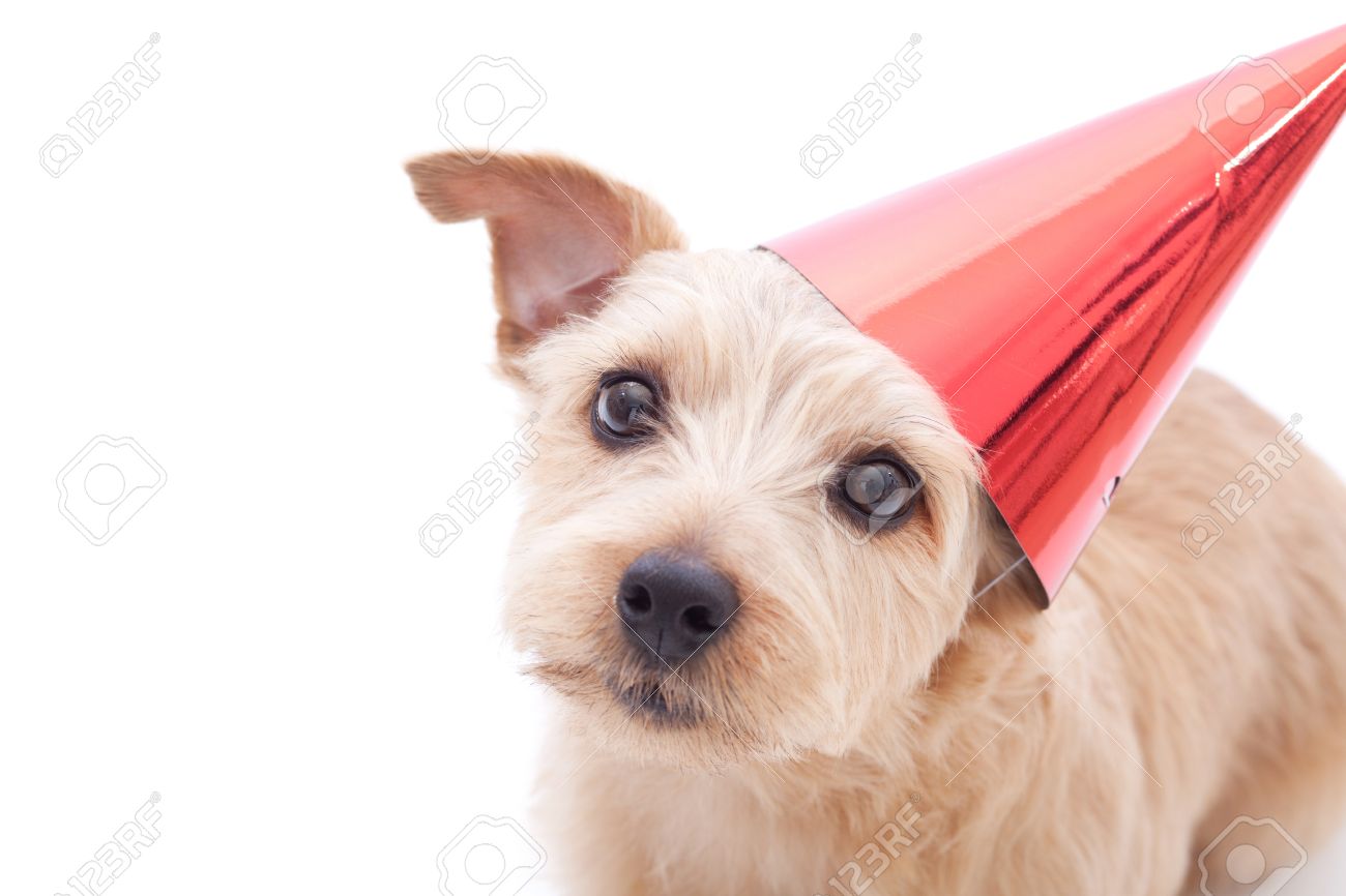 Norfolk Terrier Chien Avec Chapeau De Fete D Anniversaire Isole Sur Fond Blanc Banque D Images Et Photos Libres De Droits Image