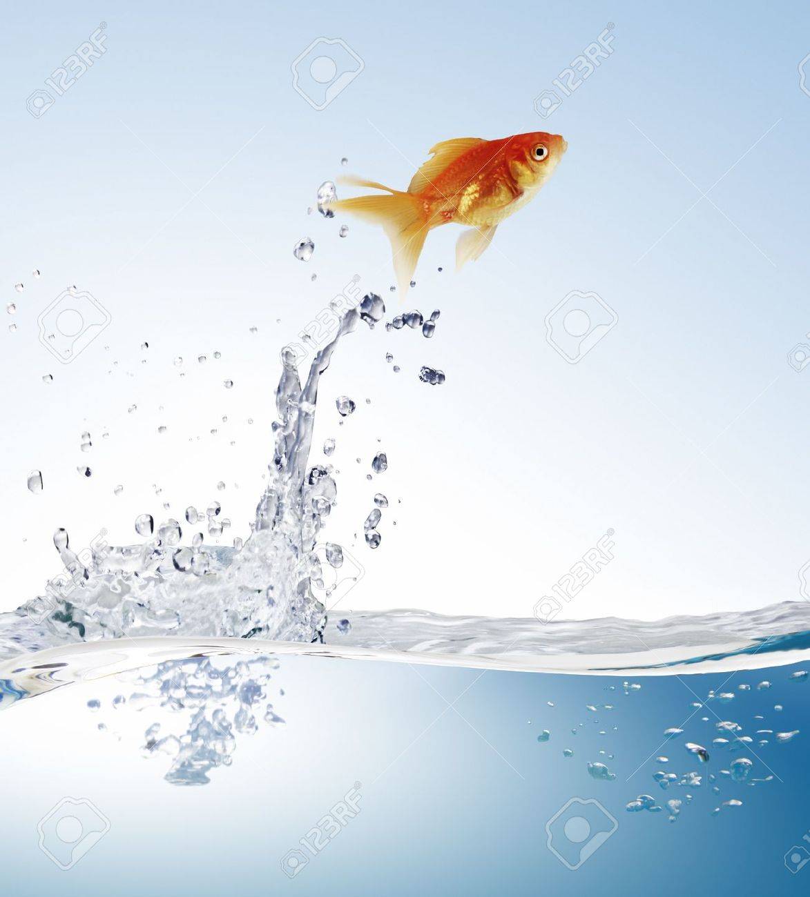 ジャンピング猫 すいか 金魚ジャンプの金魚の写真素材・画像素材 Image