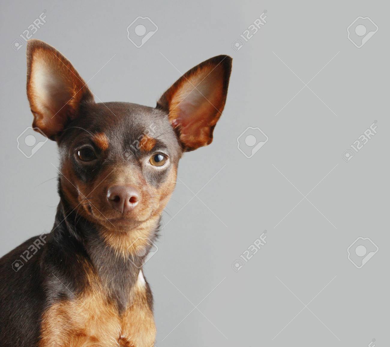 dog vitamins for itchy skin