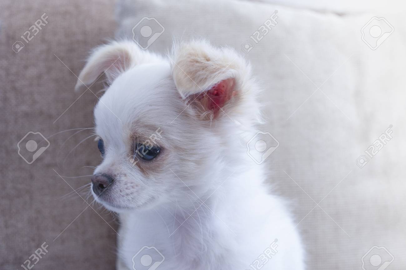 chihuahua chiwawa light white