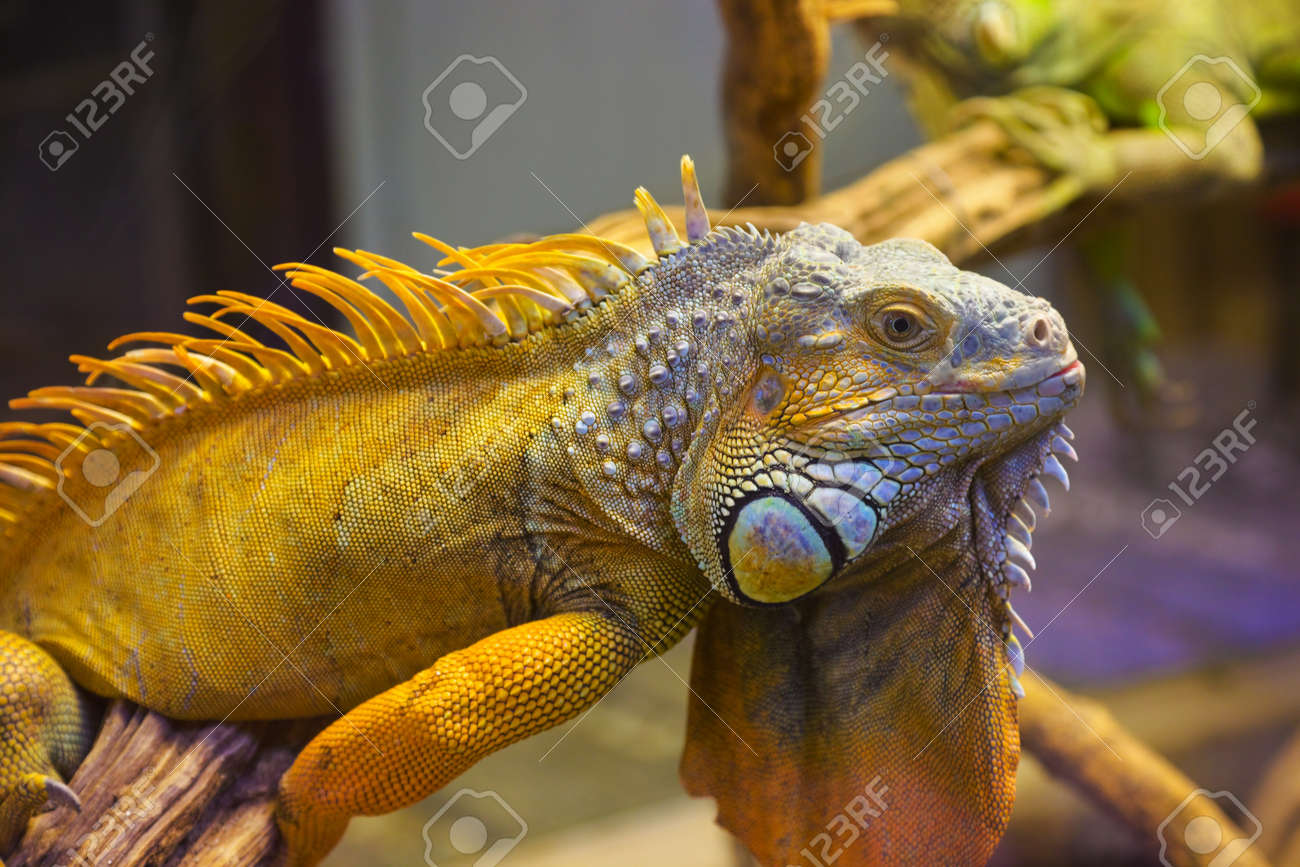 Big Iguana Lizard In Terrarium - Animal Background Stock Photo Big iguana lizard in terrarium - animal background Stock Photo - 10077834 - Big Iguana Lizard In Terrarium - Animal Background Stock Photo