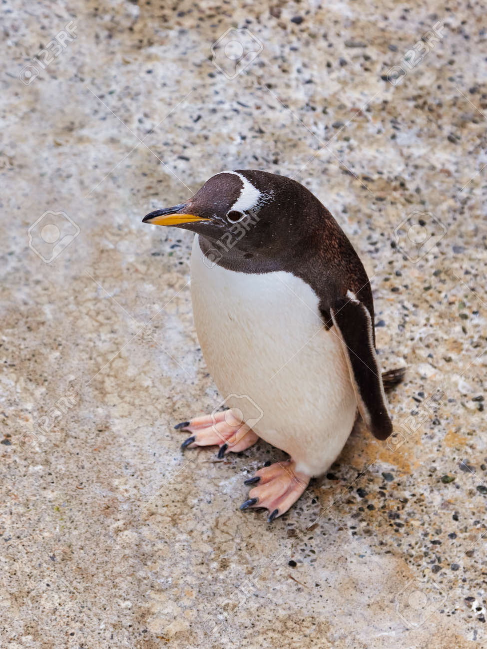 ノルウェーのベルゲンで公園のペンギン の写真素材 画像素材 Image