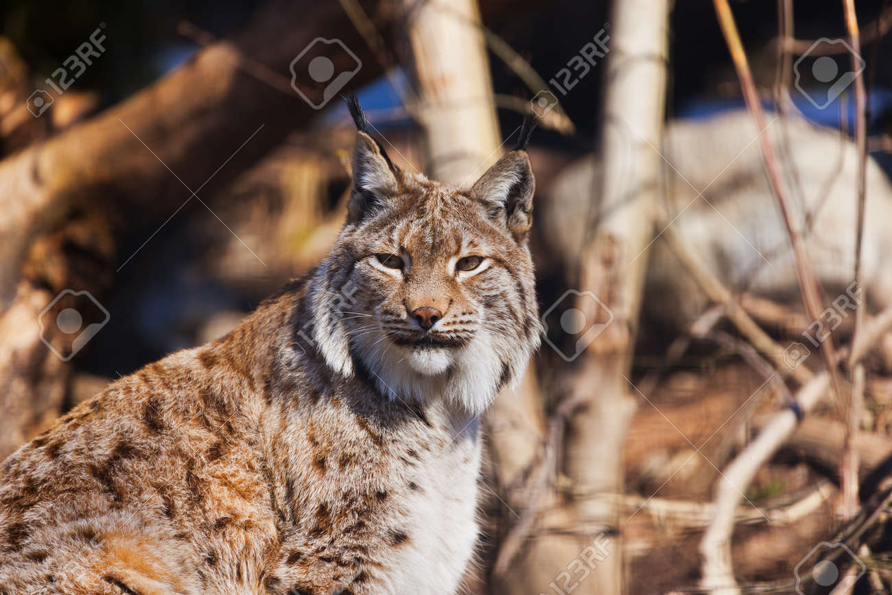 Lynx オーストリア インスブルックの動物園 動物背景 の写真素材 画像素材 Image