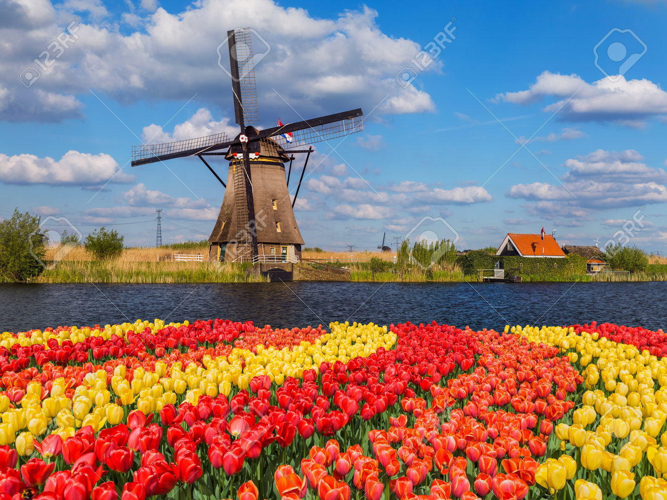 Windmills and flowers in Netherlands - architecture background - 98728296 Windmills and flowers in Netherlands - architecture background - 98728296