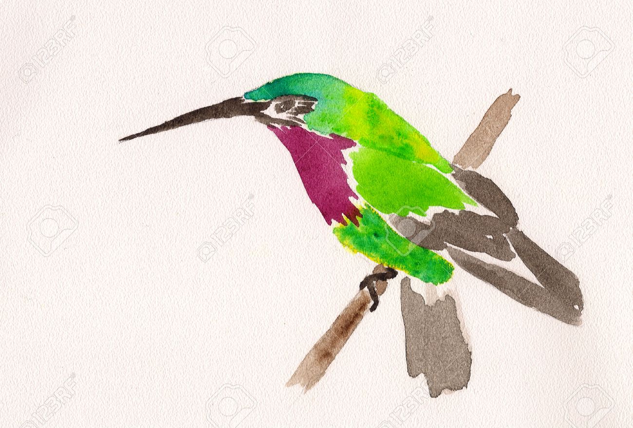 Immagini Stock Disegno Ad Acquerello Di Colibri Su Un Ramo Image 26037841