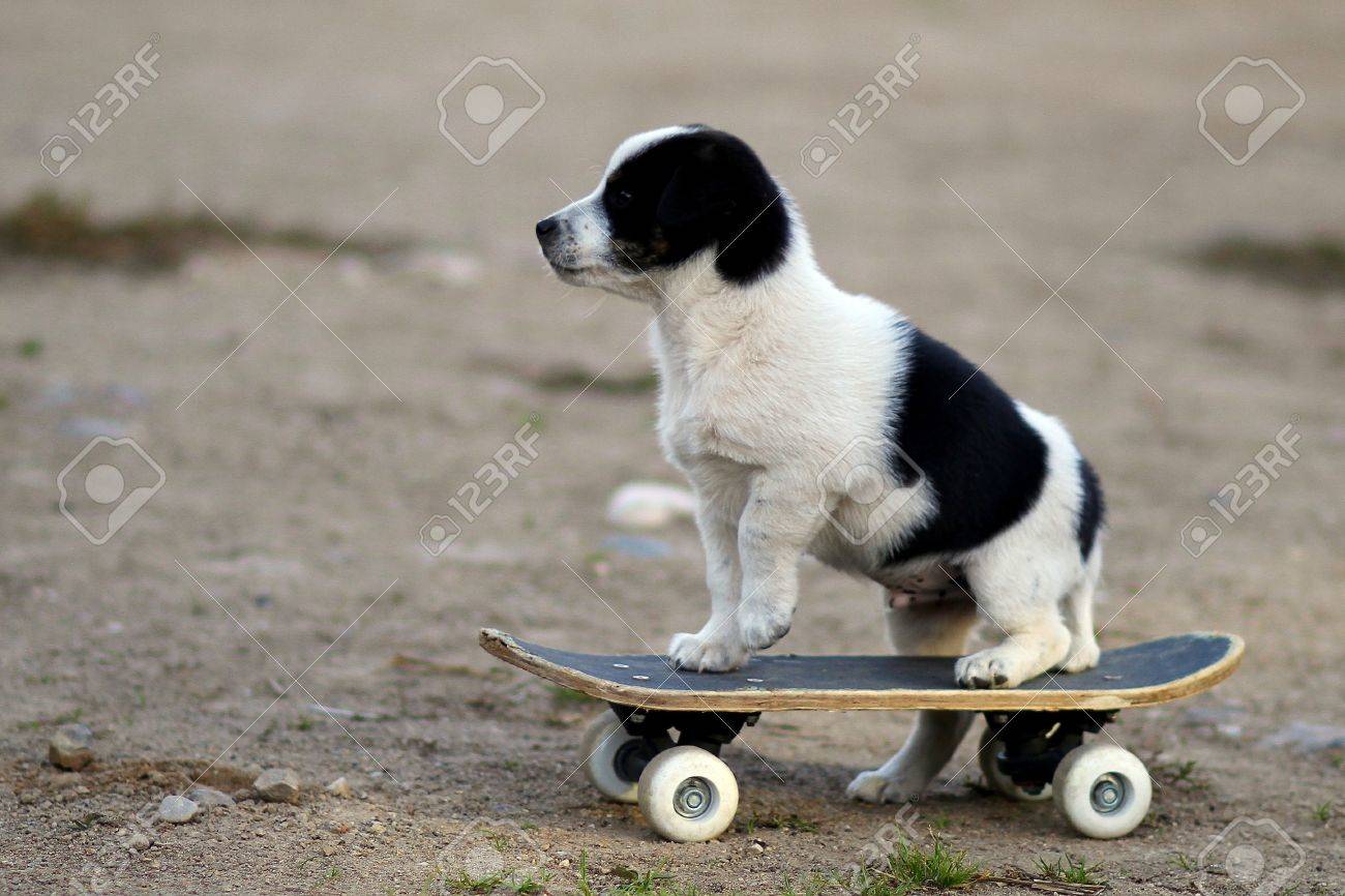 スケート ボードの犬 の写真素材 画像素材 Image スケート ボードの犬 の写真素材 画像素材 Image