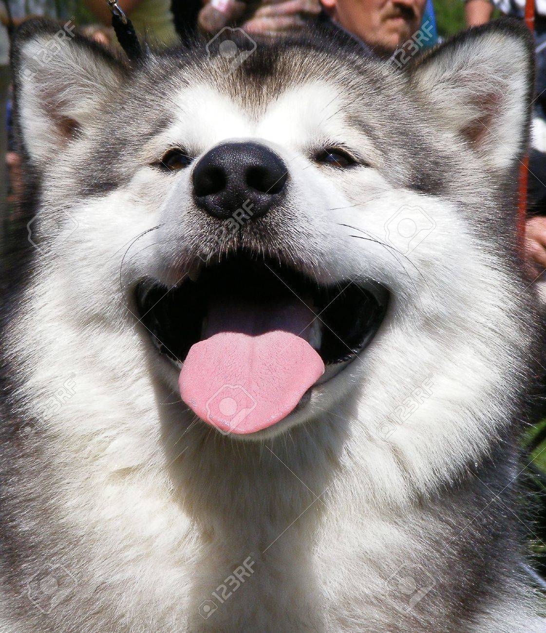 australian shepherd coonhound mix