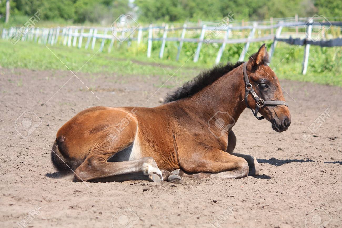 地面に寝ているかわいい茶色の子馬 の写真素材 画像素材 Image