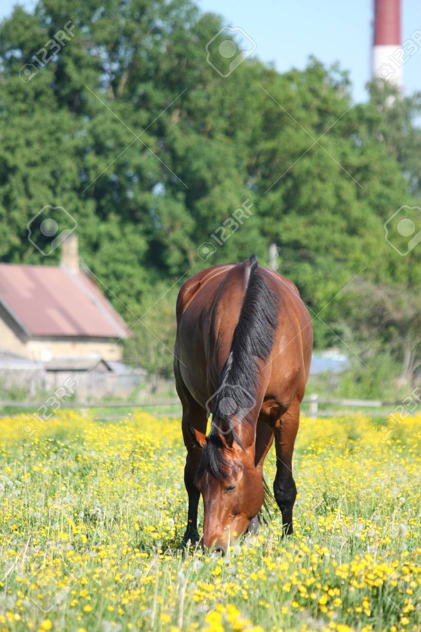 Summerat 黄色い花が畑で草を食べる馬 の写真素材 画像素材 Image