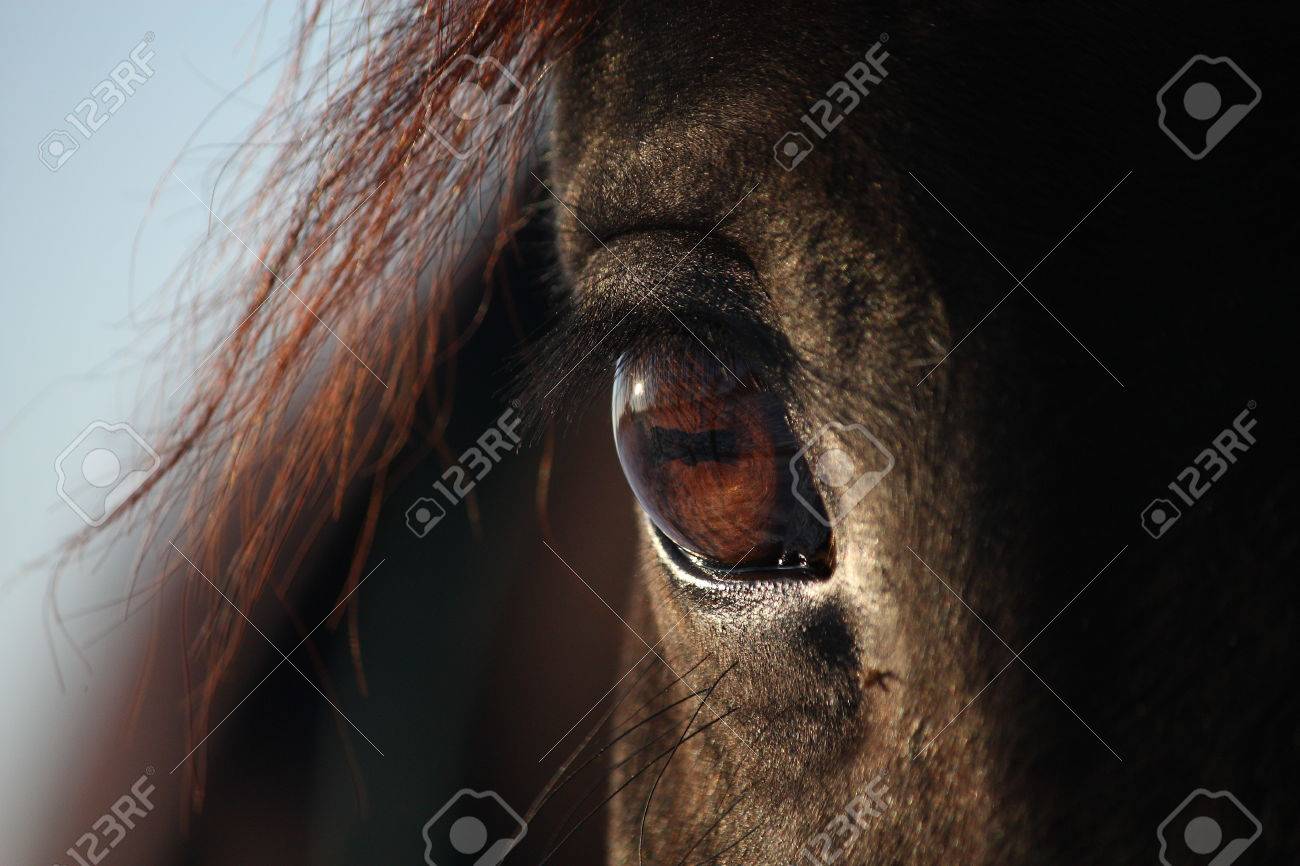 Close Up Of Beautiful Brown Horse Eye Stock Photo Picture And