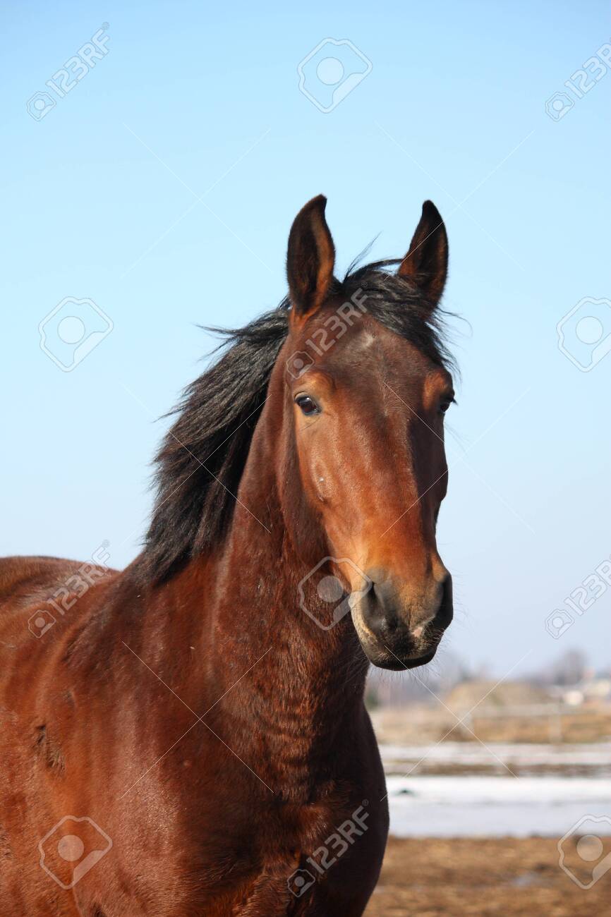 春先に美しい茶色の馬の肖像画の写真素材・画像素材 Image 30057376