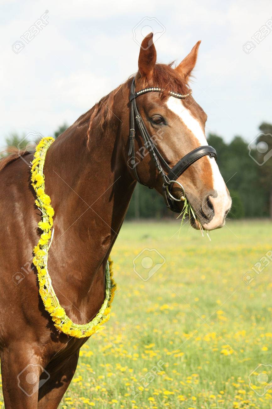 牧草地でタンポポのサークレットと栗の馬の肖像 の写真素材 画像素材 Image