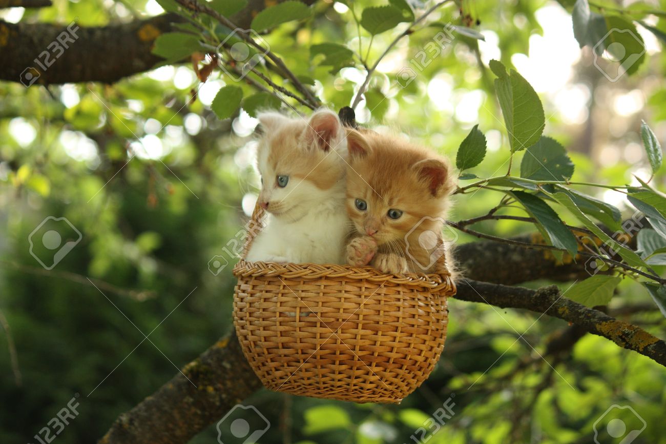 kitten tree