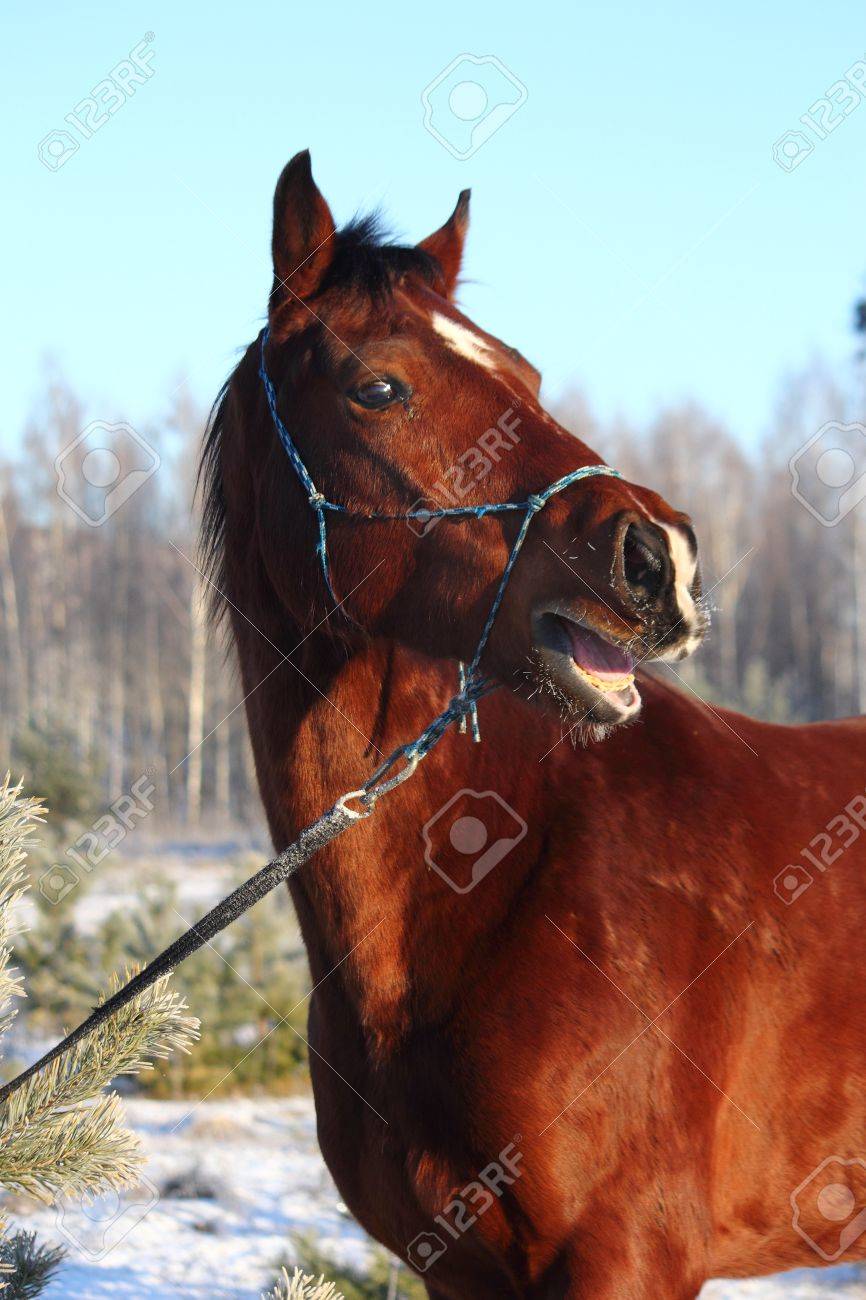 hennissement cheval gratuit hennissement cheval gratuit