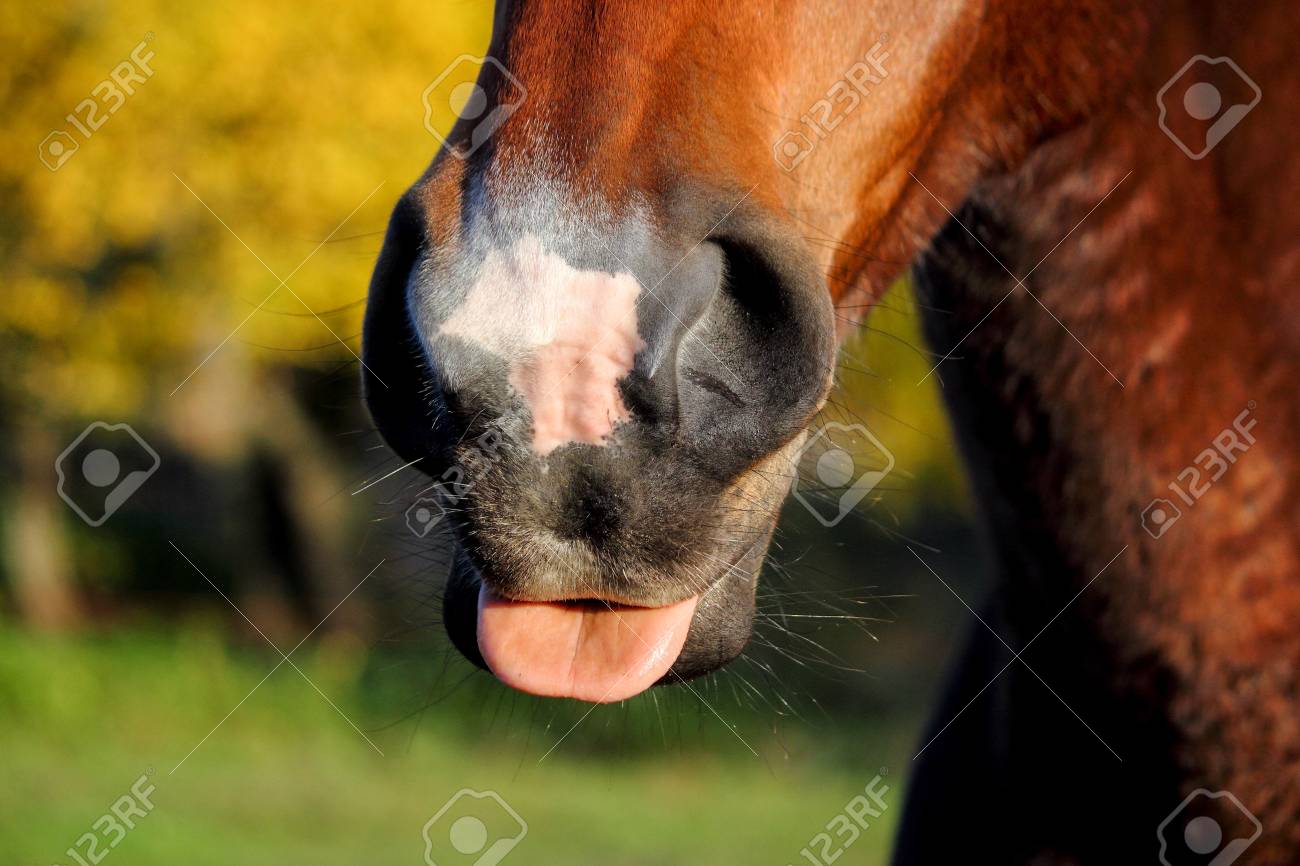 かわいい馬の鼻と口のクローズ アップ の写真素材 画像素材 Image かわいい馬の鼻と口のクローズ アップ の写真素材 画像素材 Image