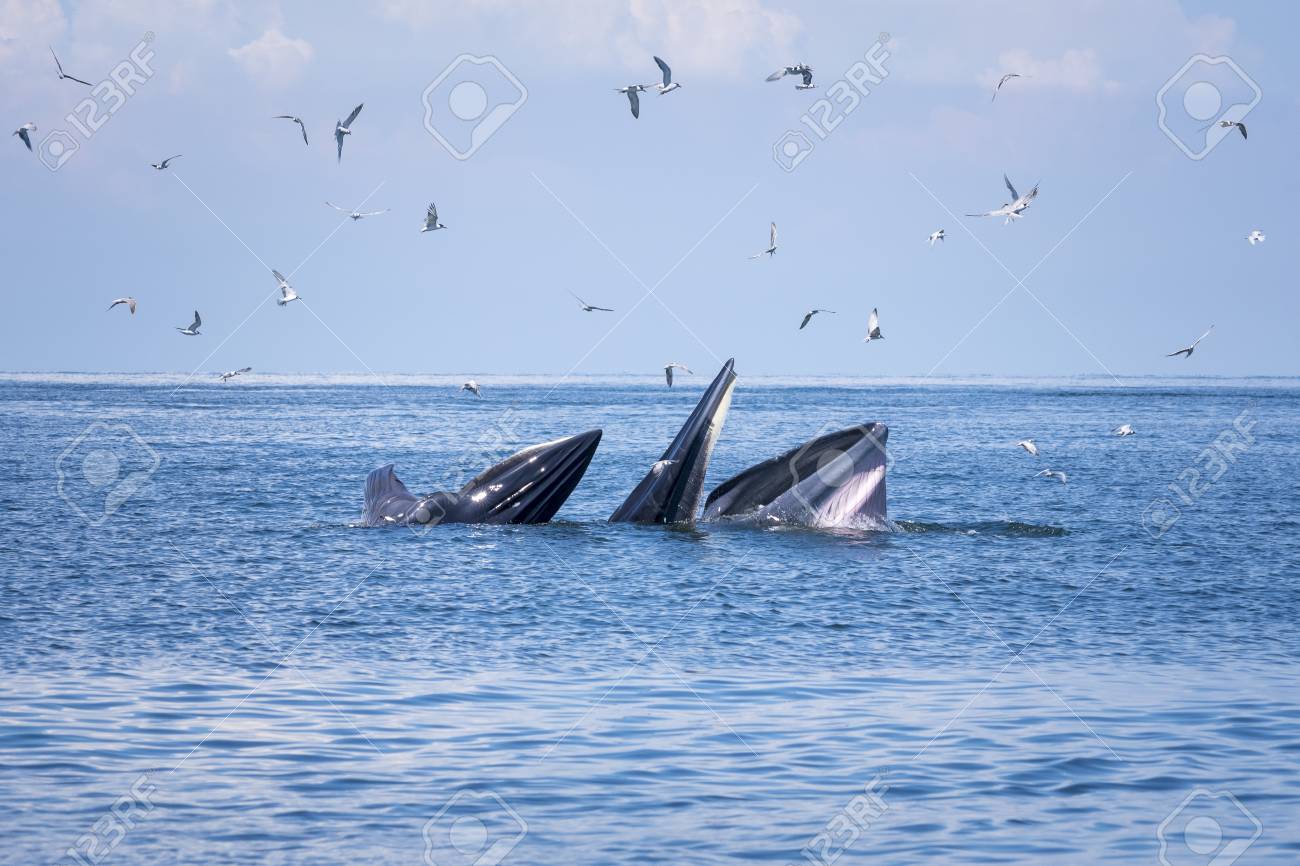 bryde s whale eating small fish in the gulf of thailand traveling