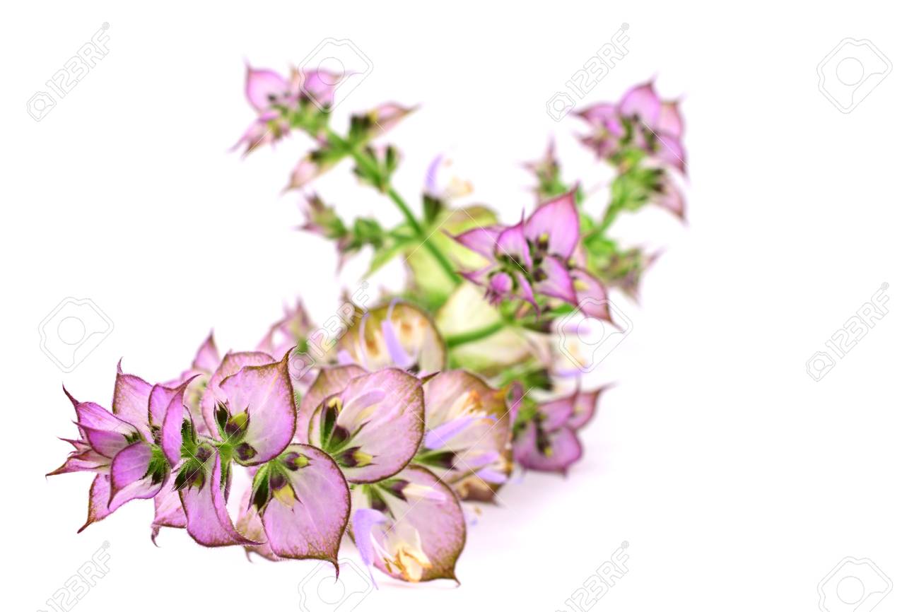 Clary Sage Salvia Sclarea Medicinal Herb Flower Plant Isolated Stock Photo Picture And Royalty Free Image Image 112185916
