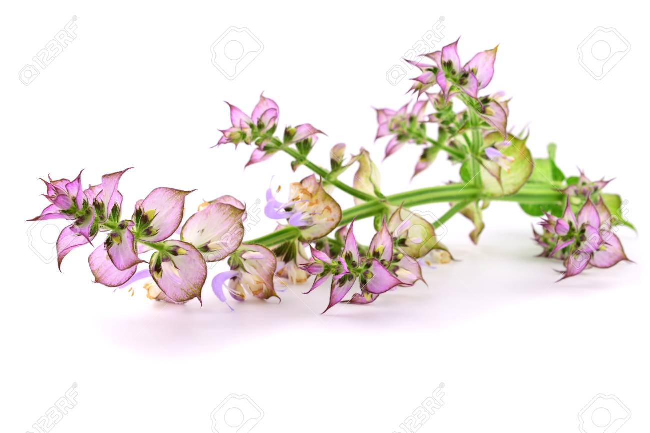 Clary Sage Salvia Sclarea Medicinal Herb Flower Plant Isolated Stock Photo Picture And Royalty Free Image Image 112185918