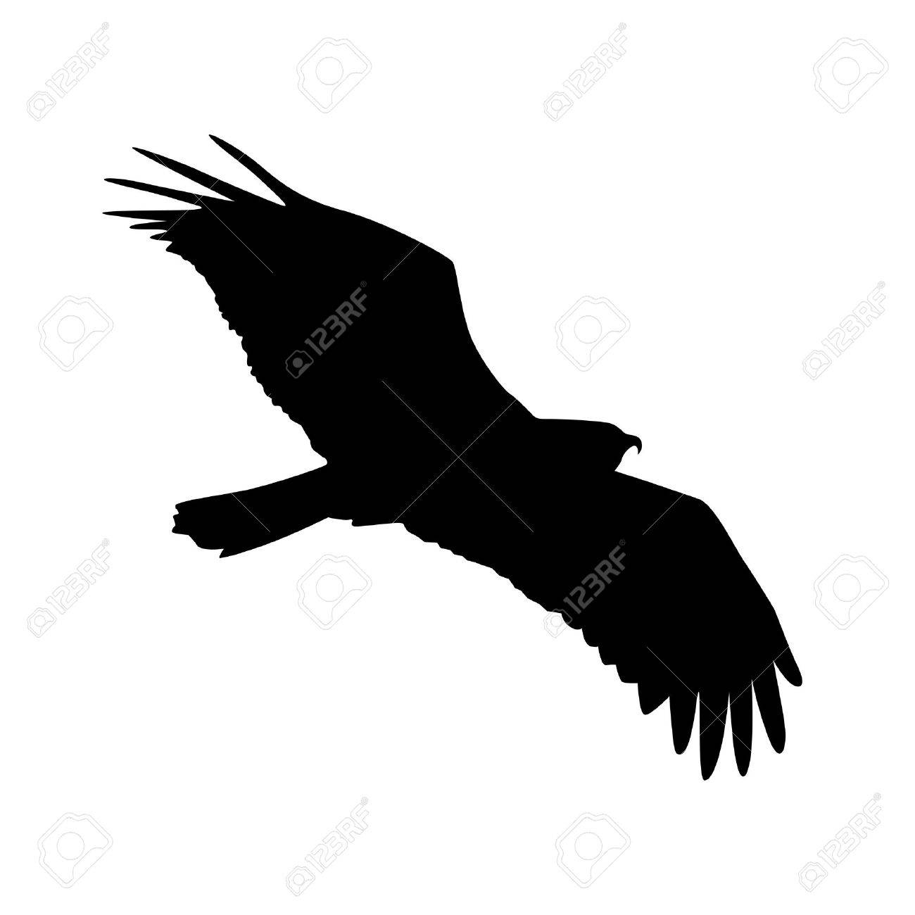 Vecteur Silhouette De Loiseau De Proie En Vol Aux Ailes Déployées