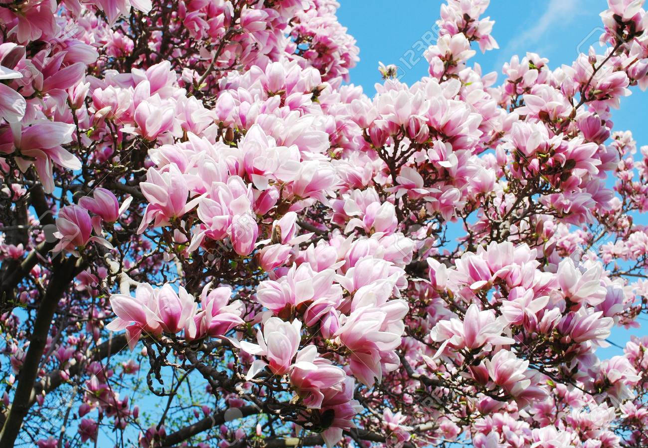 マグノリアの木 の写真素材 画像素材 Image