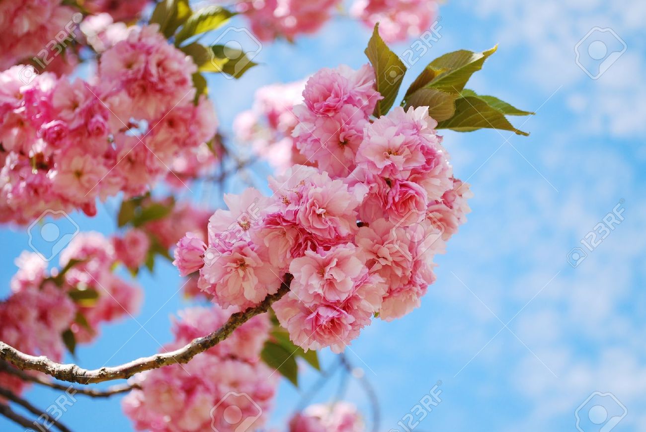 japanese cherry blossom in