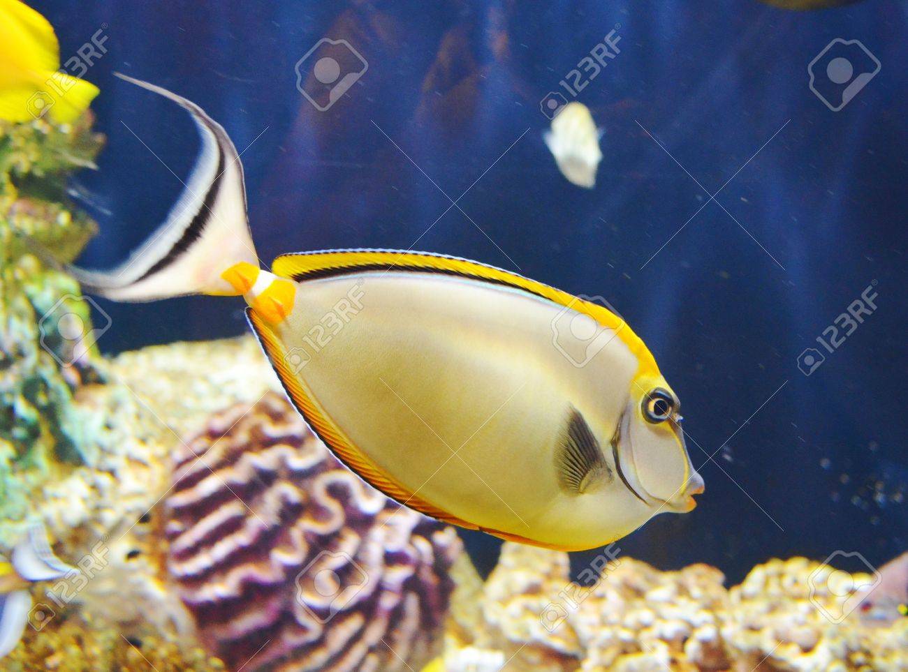tropical sea surgeon fish