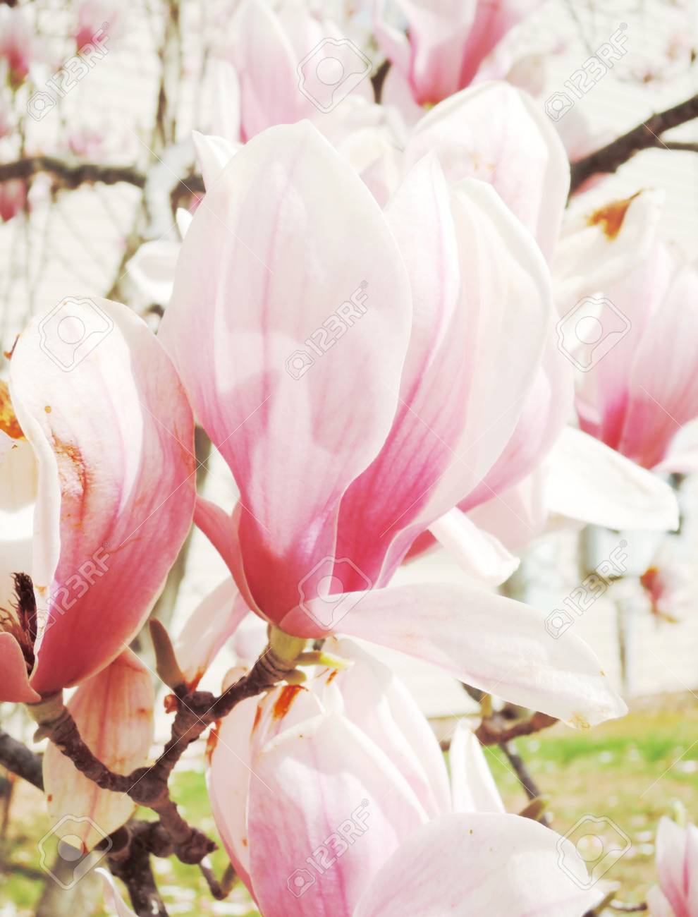 マグノリアの木の花 の写真素材 画像素材 Image
