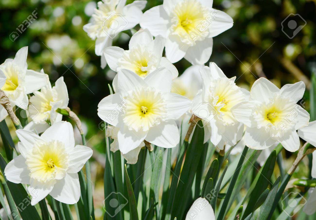 白い水仙 の写真素材 画像素材 Image