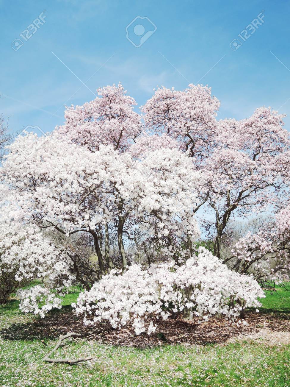 マグノリアの木の花 の写真素材 画像素材 Image