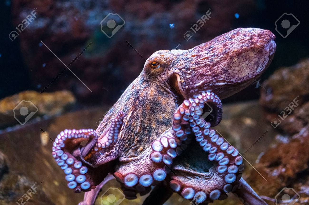 水タコ の写真素材 画像素材 Image