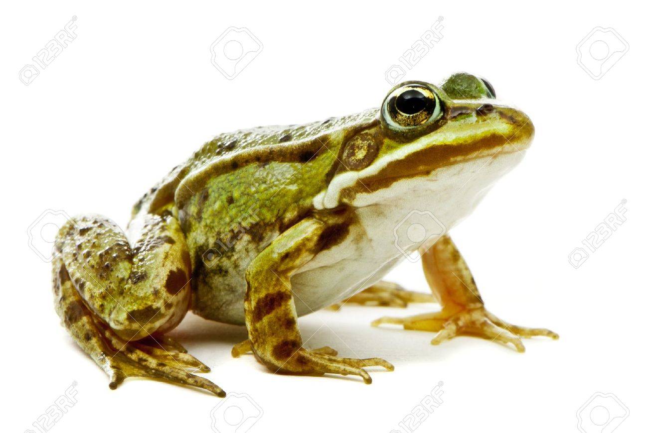 Rana esculenta Green European or water frog on white background - 16555672 Rana esculenta Green European or water frog on white background - 16555672