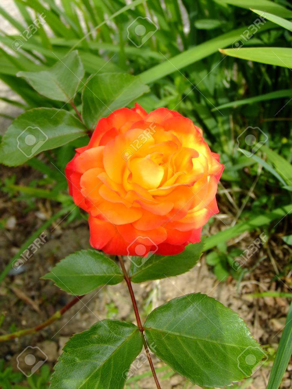 close up of a