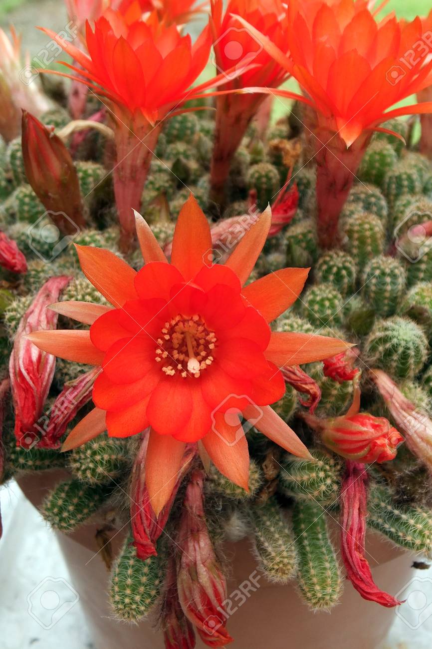 赤いサボテンの花 の写真素材 画像素材 Image