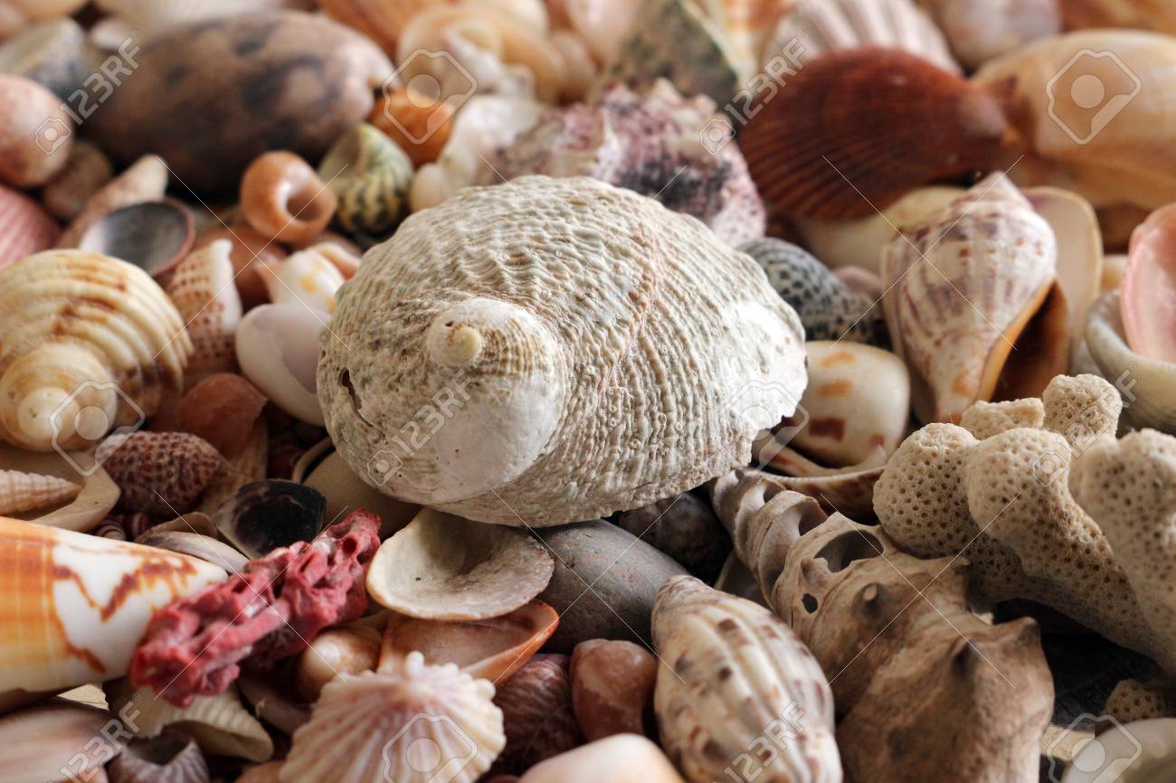 sea shell collection