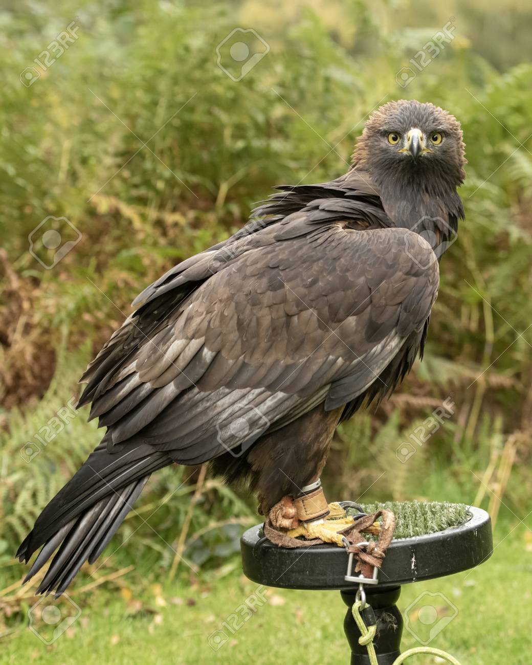 Uk Sherwood Forrest Nottinghamshire Birds Of Prey Event