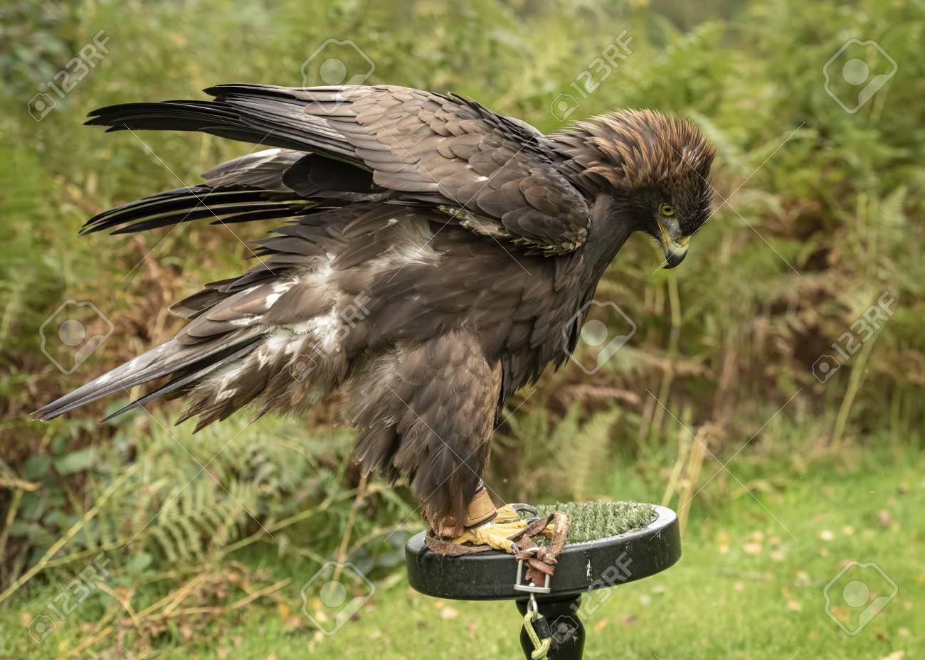 Uk Sherwood Forrest Nottinghamshire Birds Of Prey Event