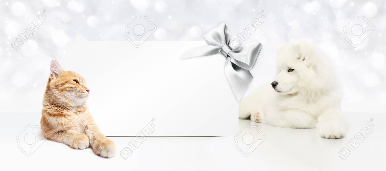 動物のクリスマスのテーマ 猫と犬のギフトカードと銀サテン リボン弓 の写真素材 画像素材 Image 動物のクリスマスのテーマ 猫と犬のギフトカードと銀サテン リボン弓 の写真素材 画像素材 Image