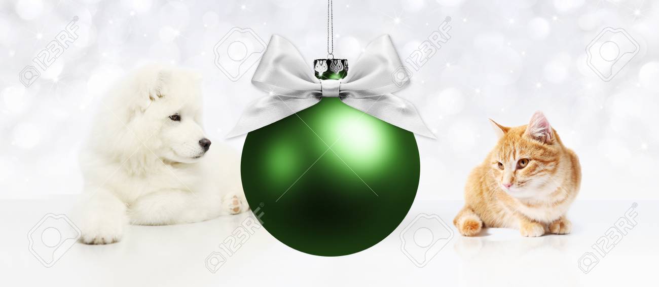 Chien Et Chat Avec Boule Verte De Noël Sur Fond Blanc