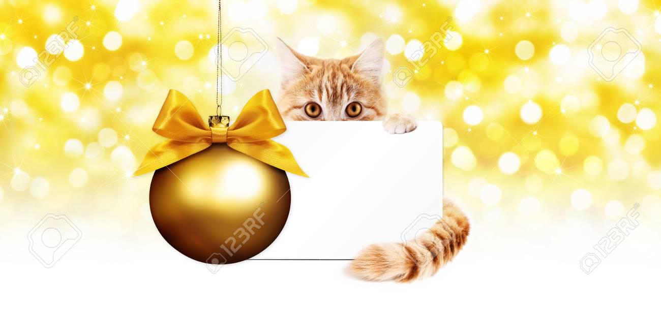 Chat Gingembre Et Carte Cadeau Avec Boule De Noël Or Isolé Sur Les Lumières Vives