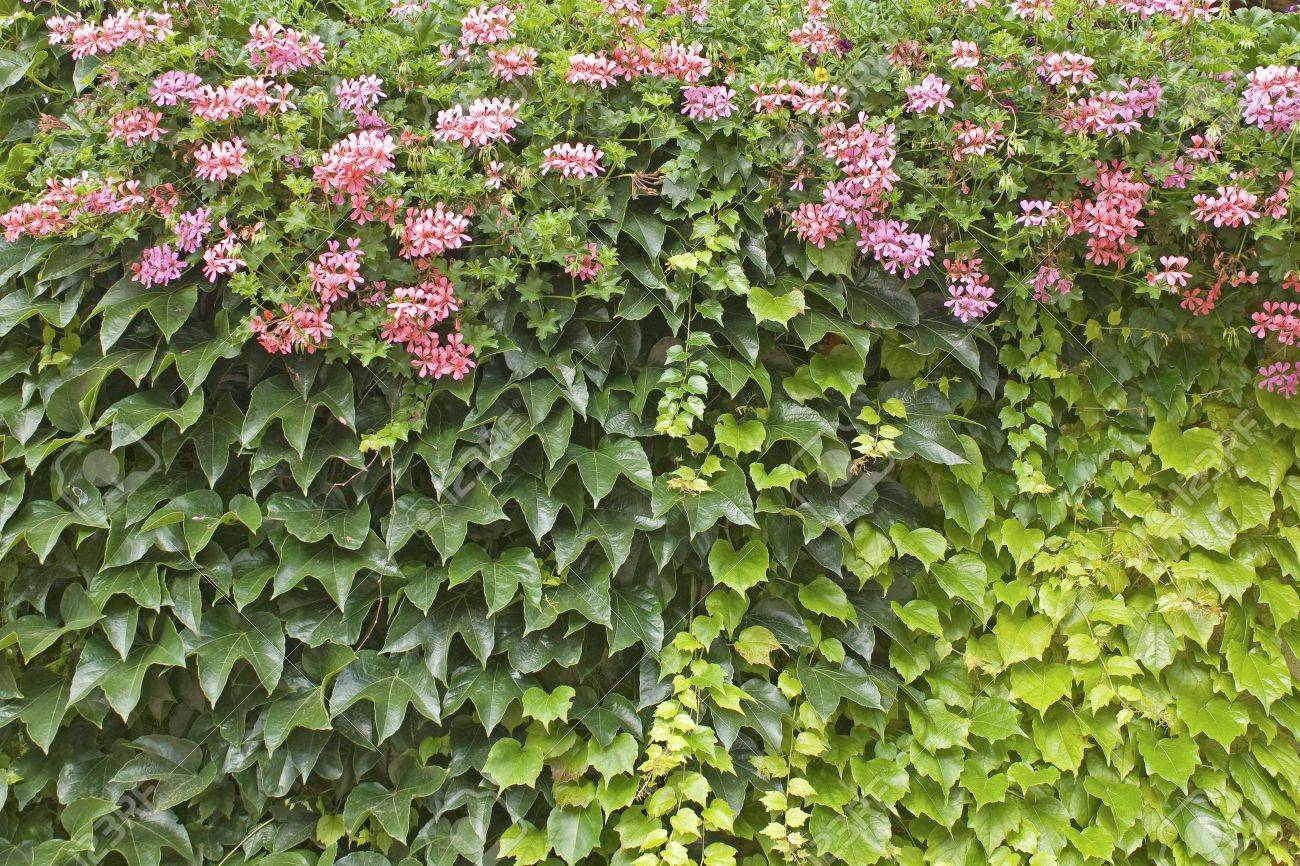 Jardin De Flores Vertical Pared Verde En Casa Fotos Retratos