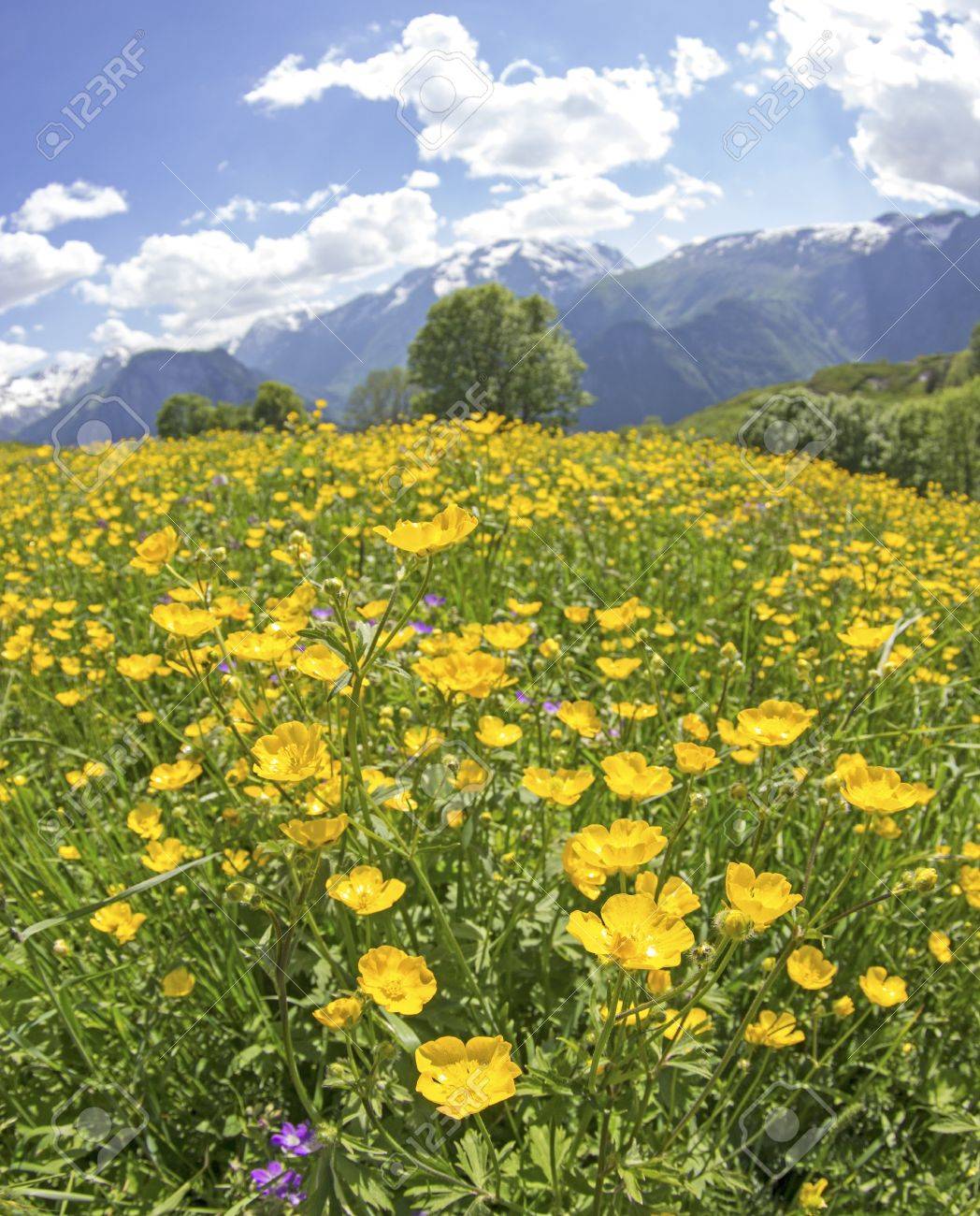 草原 花 アルプスの野生の花 の写真素材 画像素材 Image