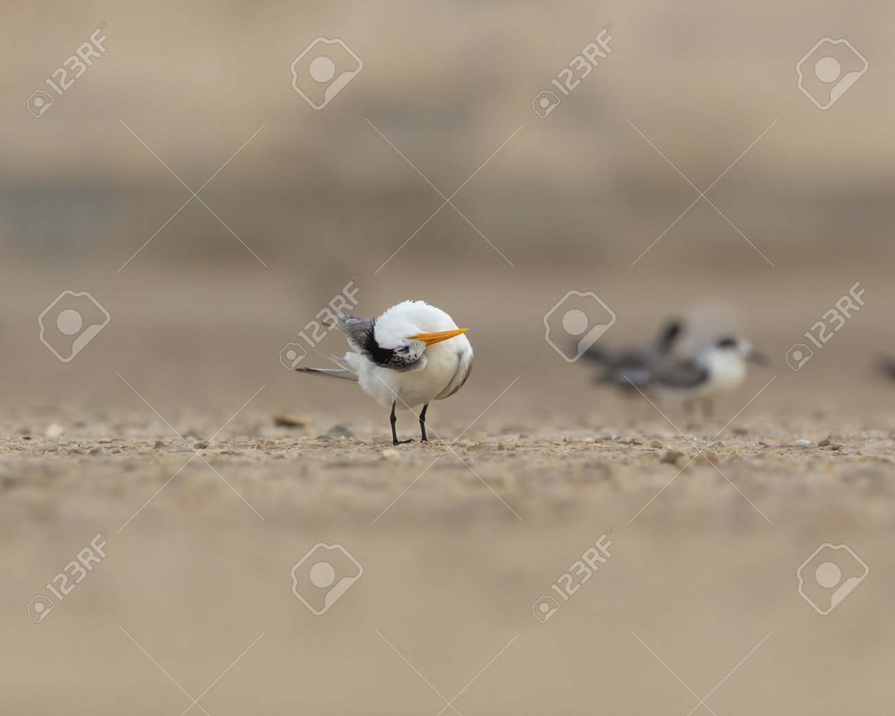 etiam-dictum-ipsum-a-felis