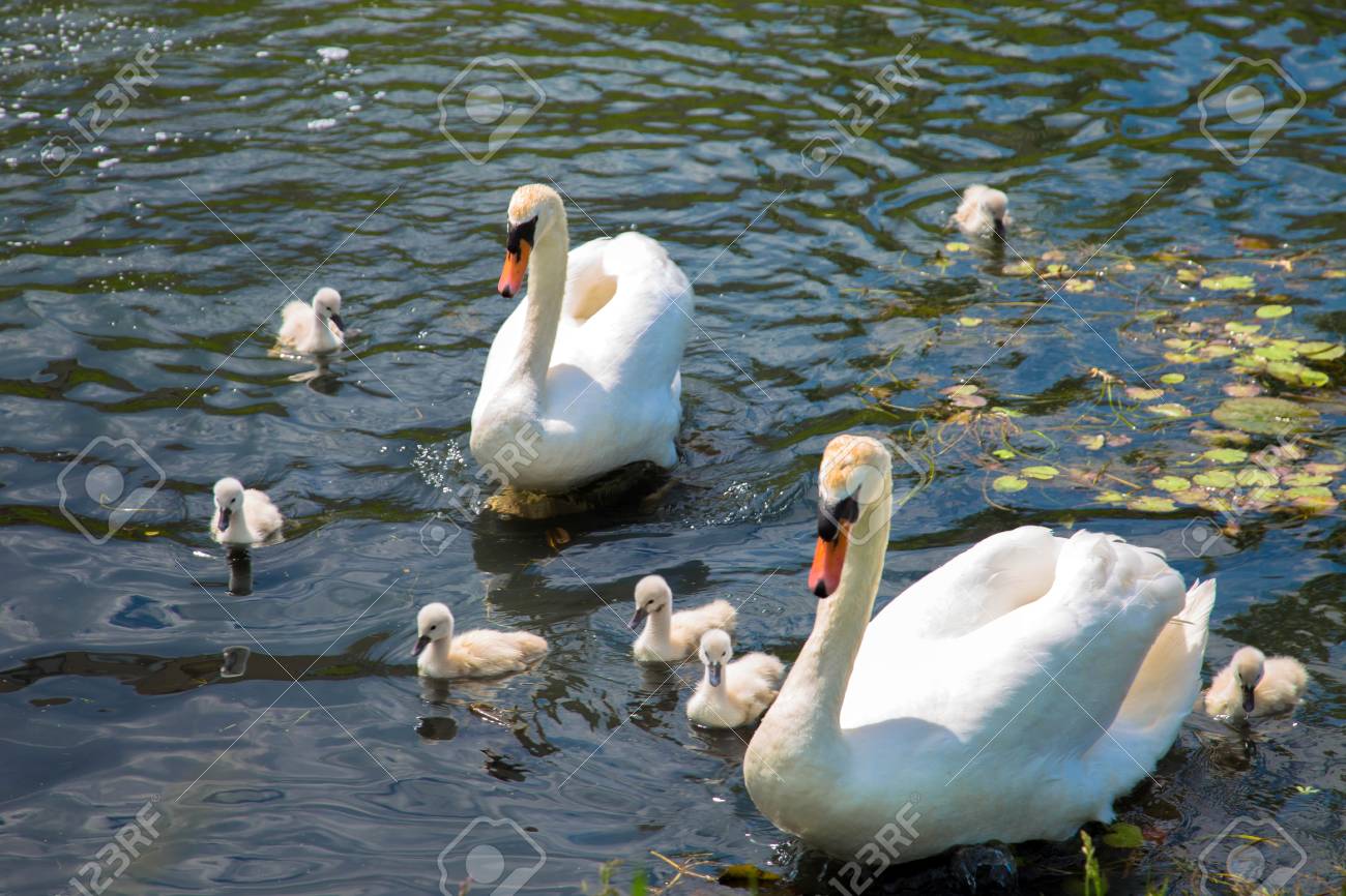 は自分にプチご褒美を 白鳥の親子 Ember Academy
