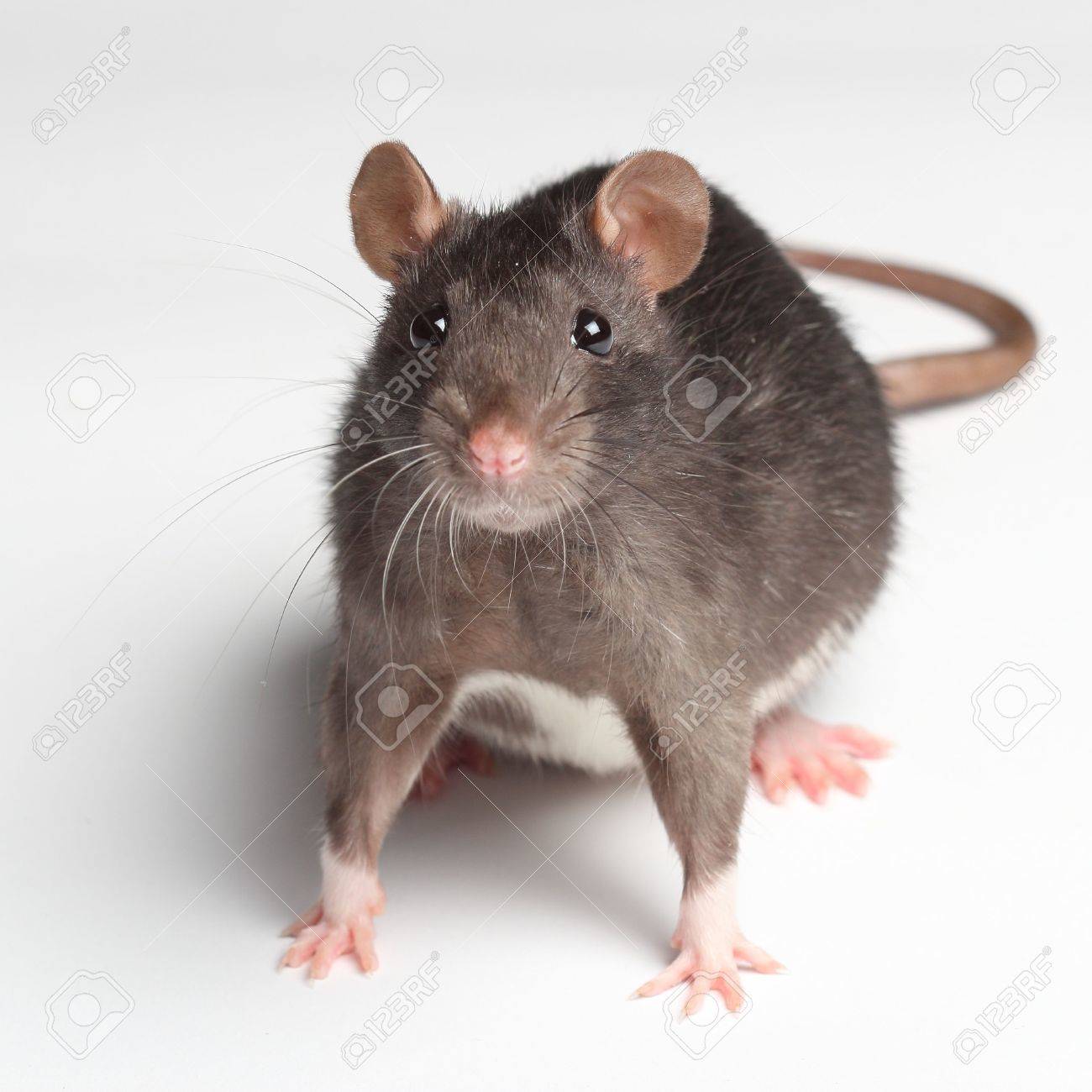 Крыса стоит. Мышь альбинос. Белая мышка. Крыса стоит. Крыса стоит.